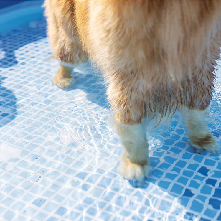  Kit piscine tubulaire pour animaux | Carrée | Bleu | INTEX