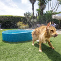  Piscine pliable pour animaux | Ronde | Pour chiens | INTEX