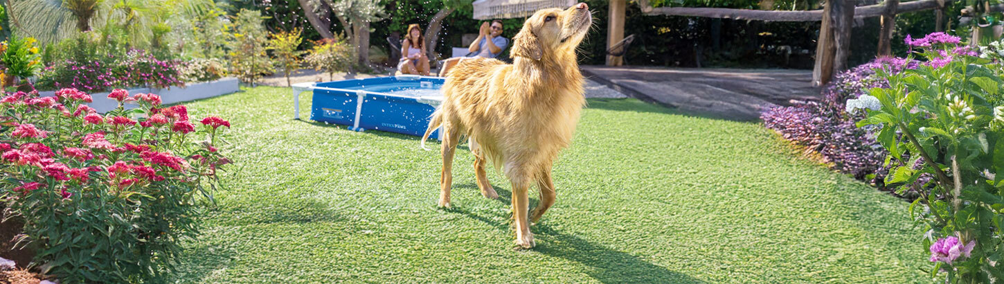 Évènement : célébrons la journée du chien